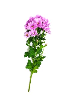 Pink chrysanthemum 