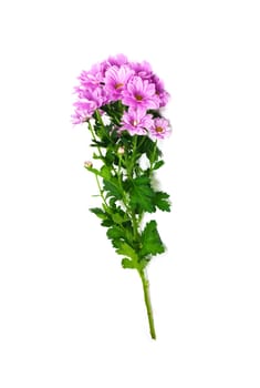 Pink chrysanthemum 