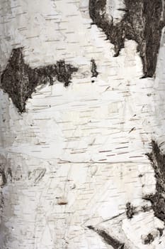 Texture of birch bark, background