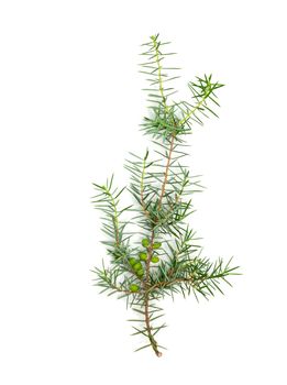 Christmas green framework isolated on white background 