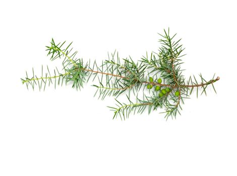 Christmas green framework isolated on white background 