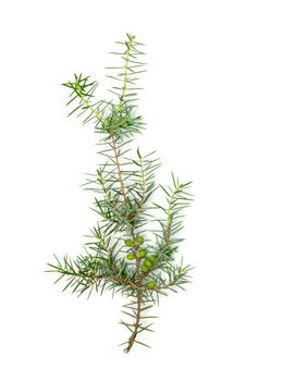 Christmas green framework isolated on white background 