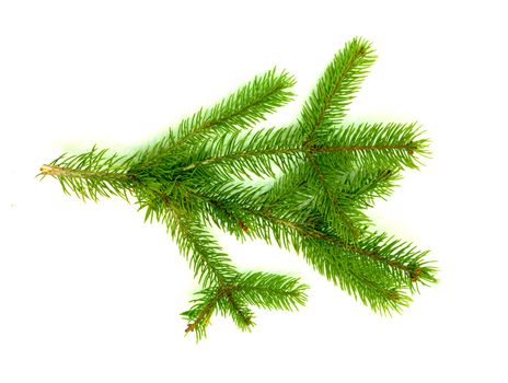 Christmas green framework isolated on white background 
