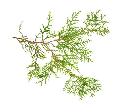 Christmas green framework isolated on white background 