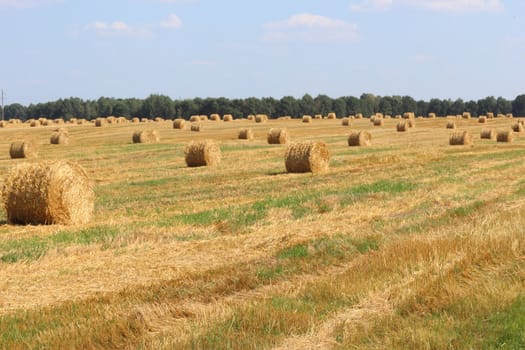 Field after a harvest of grain crops. Straw is collected in bales