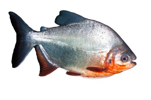 Piranha 