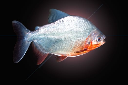 Piranha fish