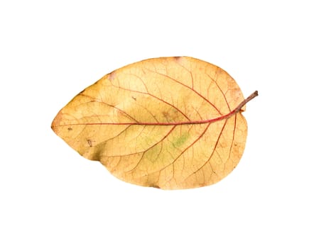 Yellow autumn leaves on a white background 