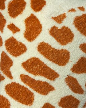 textured skin of giraffe 
