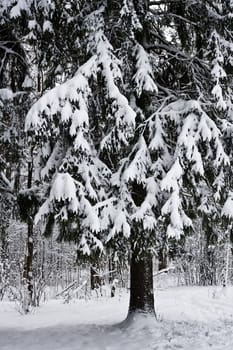 Winter forest under white snow