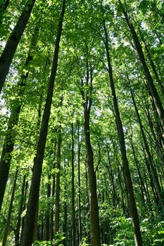 Beautiful road in the green summer forest, Moscow