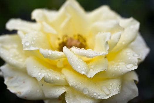 beautiful white rose with dew drops close up