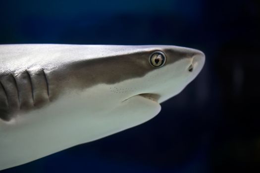 Reef Shark swimming over tropical coral reef