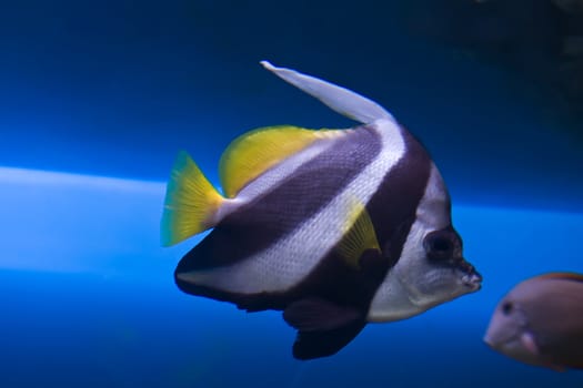 Close up of a colorful Wimplefish