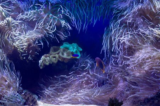 Beautiful underwater life background