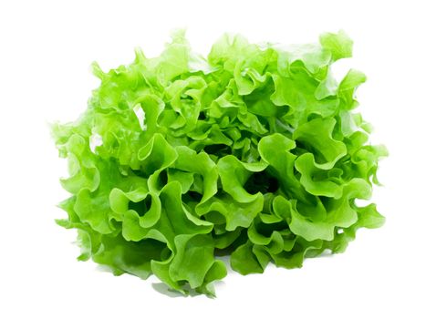 Fresh green Lettuce salad on white isolated background