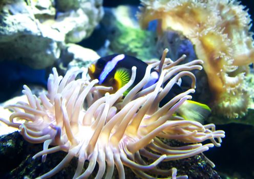 A anemonefish in colorful anemone 