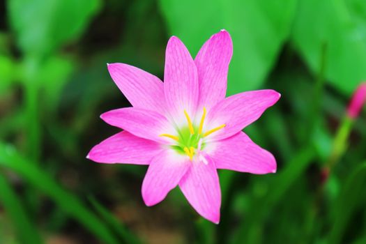 beautiful pink flower in the garden