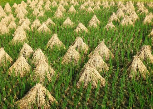 straw in field after harvest