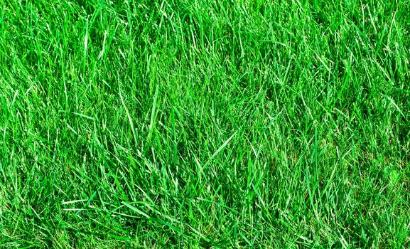 Ideal green grass, can be used as background