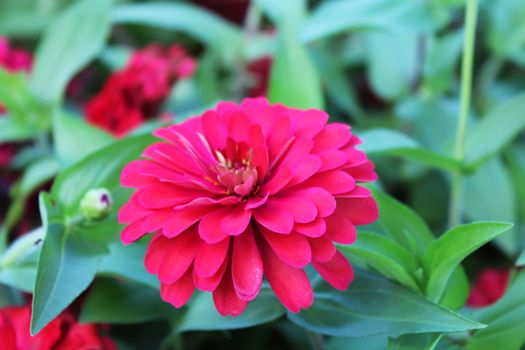 the red summer flower bloom in the garden