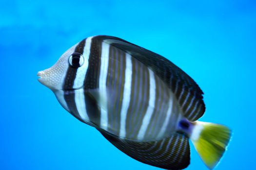 The Small anemonefish in the aquarium 