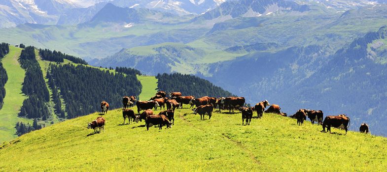 group of cows in the middle of the alpine mountains in summer