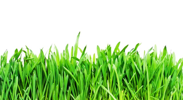 Fresh green grass on white background