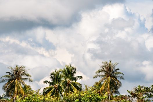 Tropical monsoon stormy sky with green palm trees