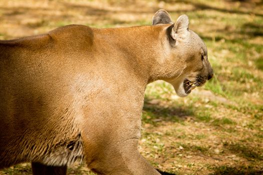 A puma, cougar or mountain lion walking around