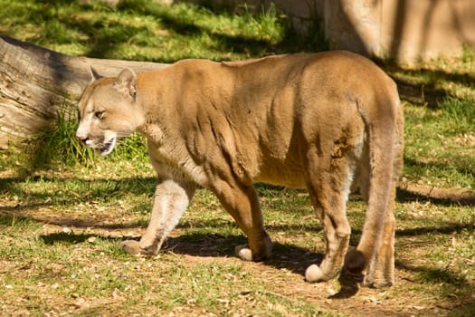 A puma, cougar or mountain lion walking around