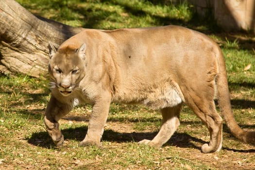 A puma, cougar or mountain lion walking around