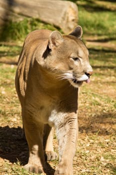 A puma, cougar or mountain lion walking around