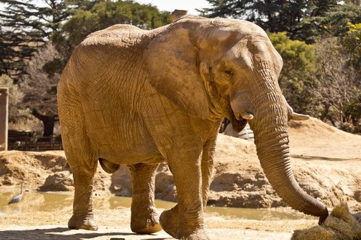 A big African elephant at a park in South Africa