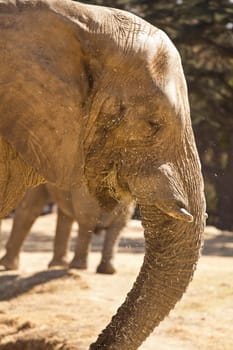 Side view of an elephant eating grass with its trunk