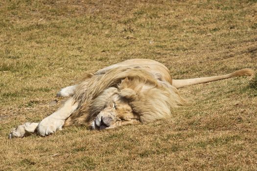 A male white African lion sleeping on the ground