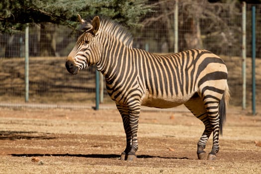 A zebra stading tall in a park in South Africa