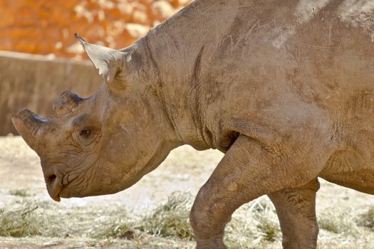 Hook-lipped Black African Rhinoceros