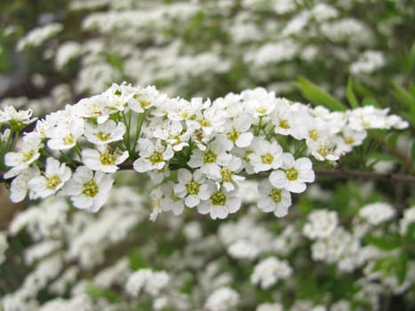Spirea, Bridalwreath