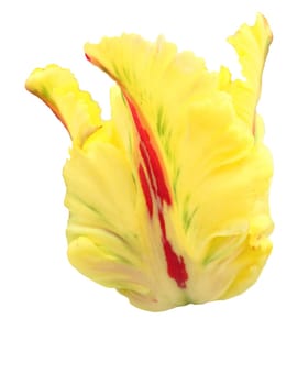 tulip