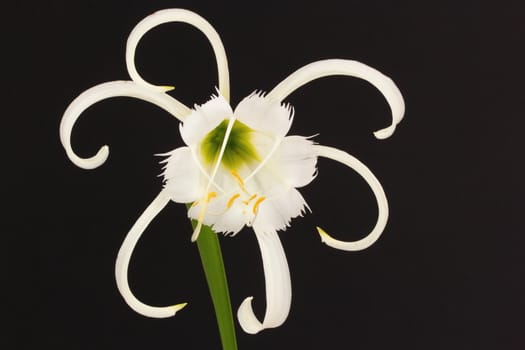 Spider lily
