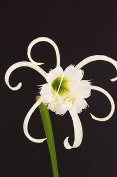 Spider lily