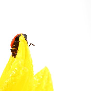 ladybug on sunflower isolated white background