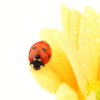 ladybug on yellow flower isolated white background