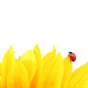 ladybug on sunflower isolated white background