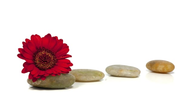 rocks with red flower isolated on white