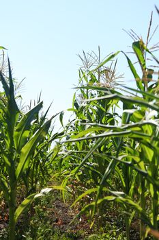 Corn field in the sky
