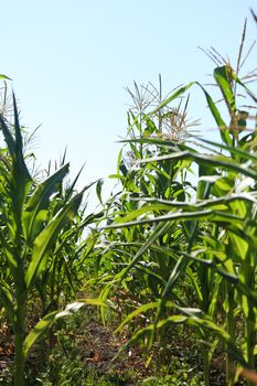 Corn field in the sky