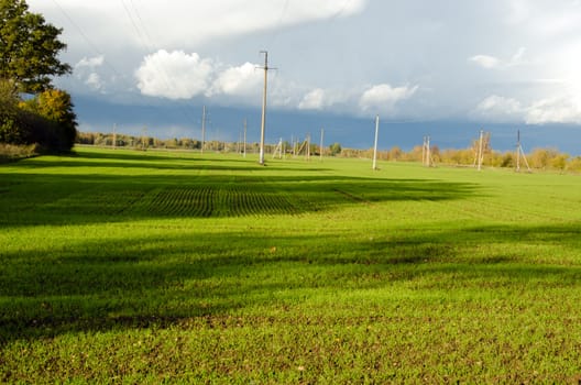 agricultural fields with lot crops plants seedlings growing and electricity line pole wires.