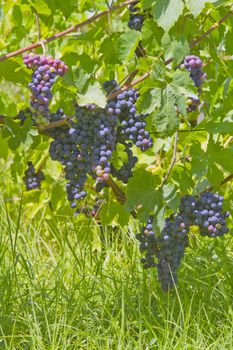 Close up of black grapes on a vine